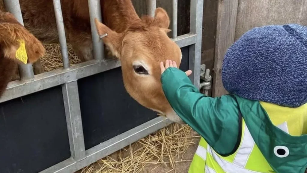 Uhyggelig episode udspillede sig i kæledyrszoo: 3 kalve dræbt i voldsomt overfald