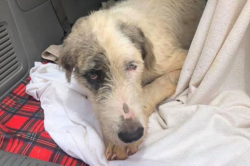 En syg person skød og dræbte Wilma med en armbrøst