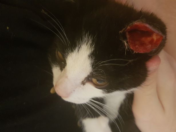 Monster tæsker kat og bider øret af den – se de forfærdelige billeder i artiklen