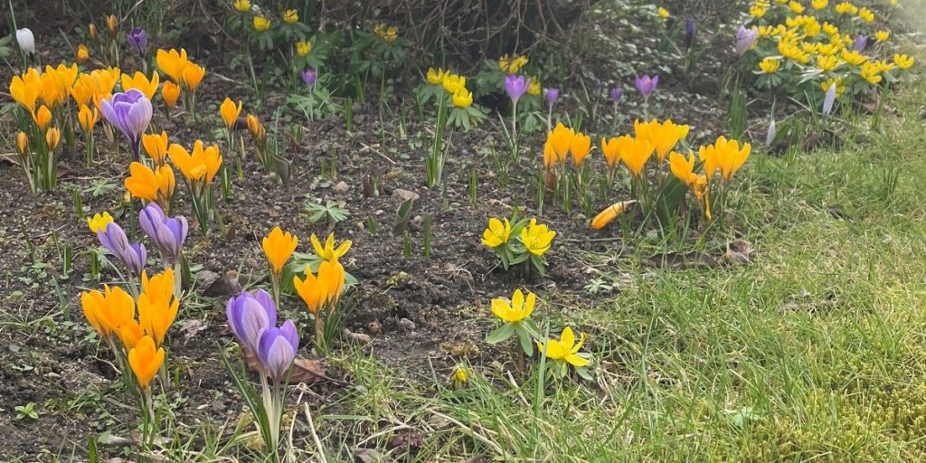 10 ting din have har akut brug for i april: De fleste glemmer nummer 7