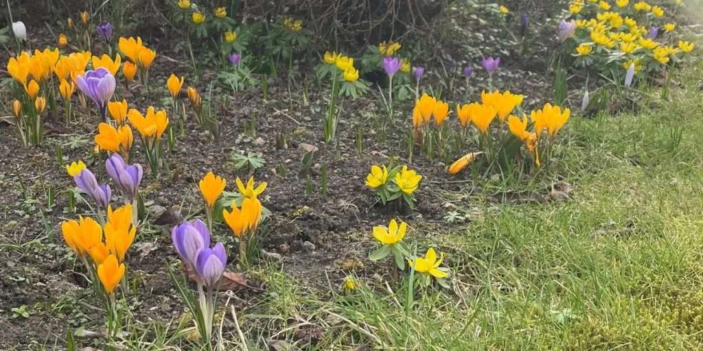 Klar til foråret? Her er blomsterne du skal plante i haven