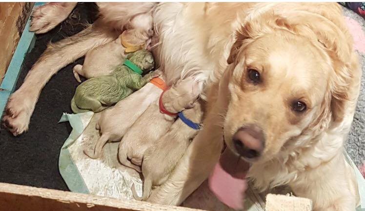 Louise i chok: Hendes golden retriever føder grøn hvalp