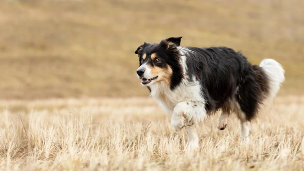 Hundetræner deler overraskende melding: Disse tre hunderacer vil han aldrig eje