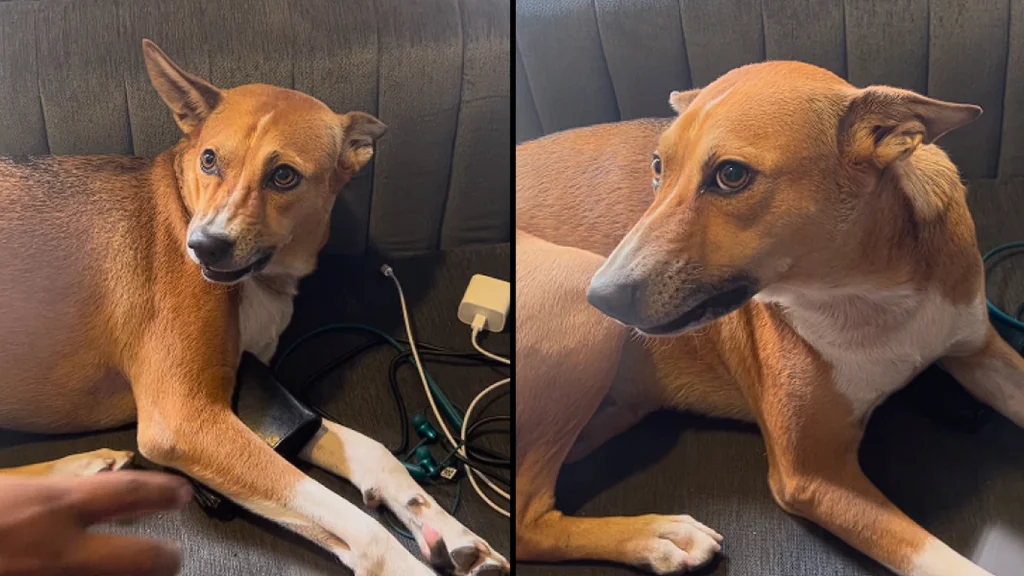 Video af hund der beskytter ejerens pung er gået viralt: Ingen må røre ved den