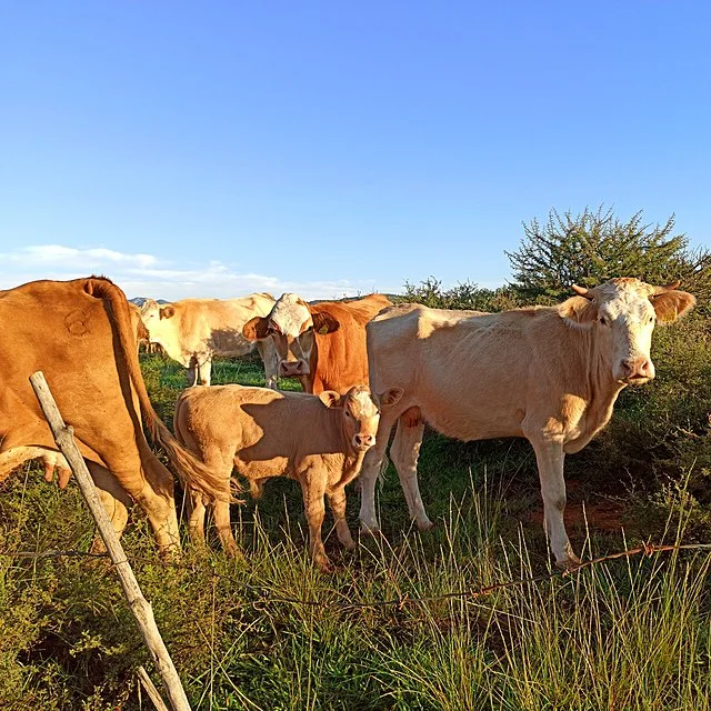 Frygtet virus aflyser stort arrangement i Nordjylland