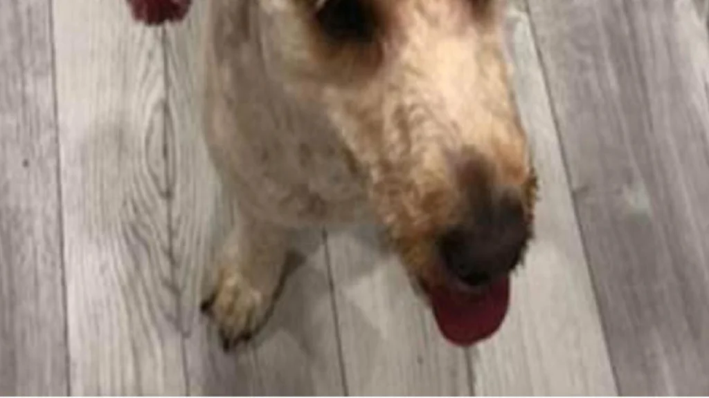 Ejeren skulle hente sin hund fra hundefrisør: Fik sig sit livs overraskelse, da hun ser, hvad de har gjort