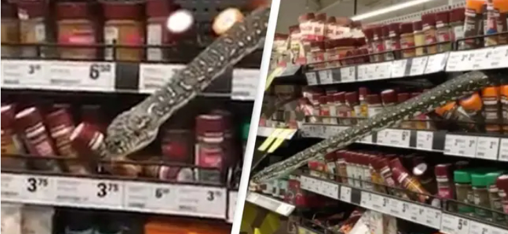 Supermarkeds-drama efter uhyggeligt fund: Fandt pytonslange på krydderihylden