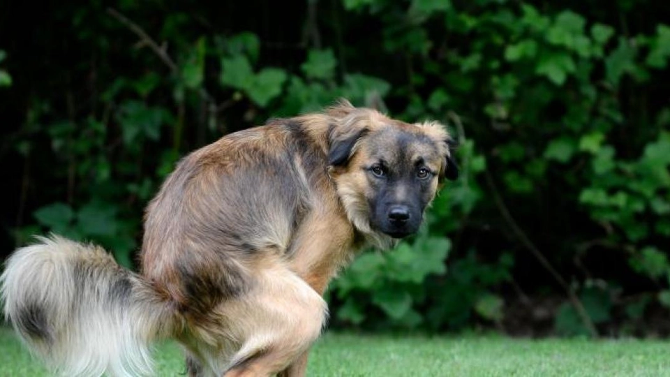 Det glemmer hun nok aldrig igen: Hundeluftning kostede kvinde 5000 kroner