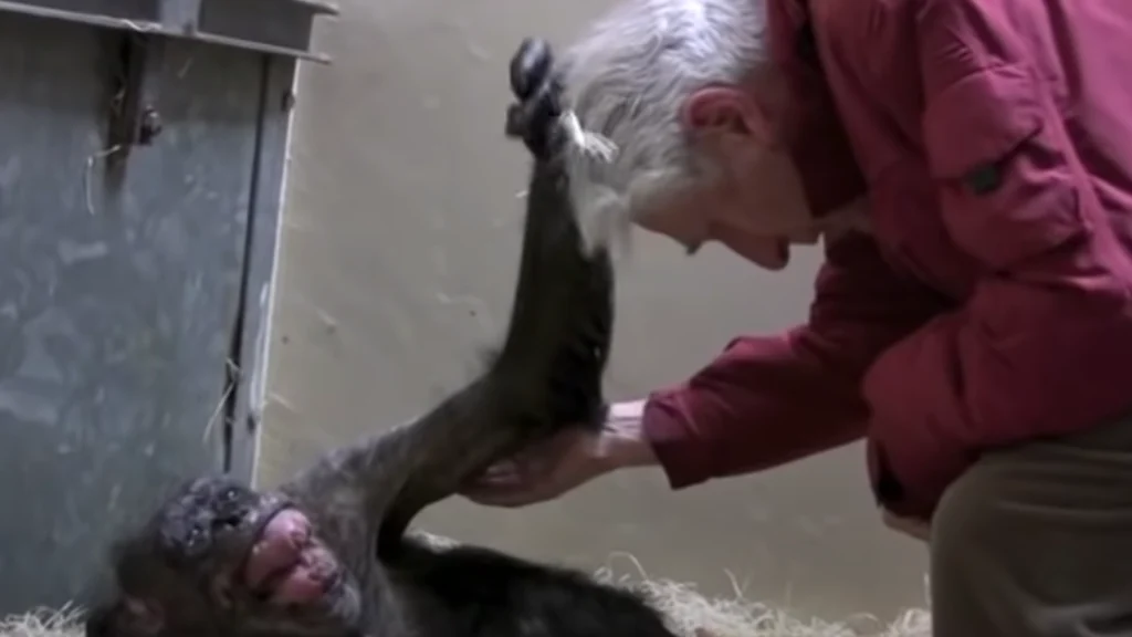 59 år gammel chimpanse alvorligt syg – men se nu, når den genforenes med sin gamle ven Jan