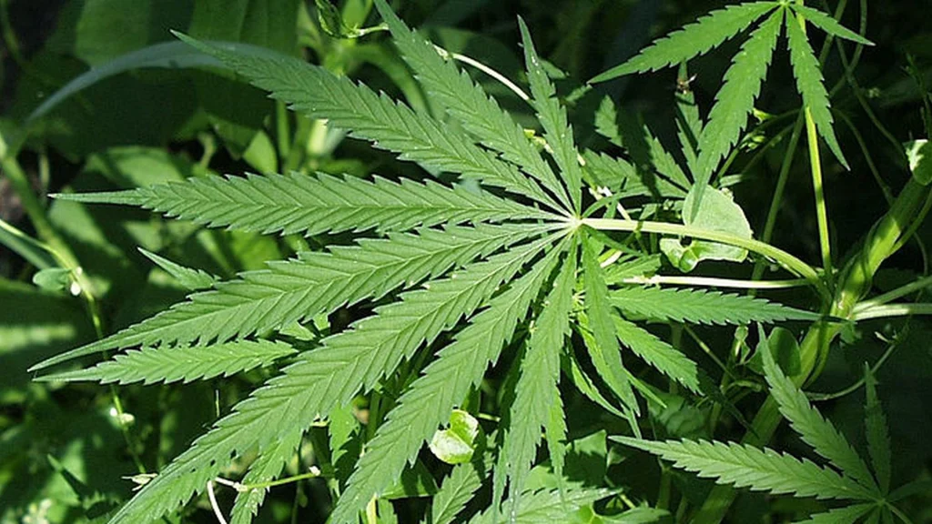 Fra den 1. april er det lovligt: Tyskland legaliserer hash