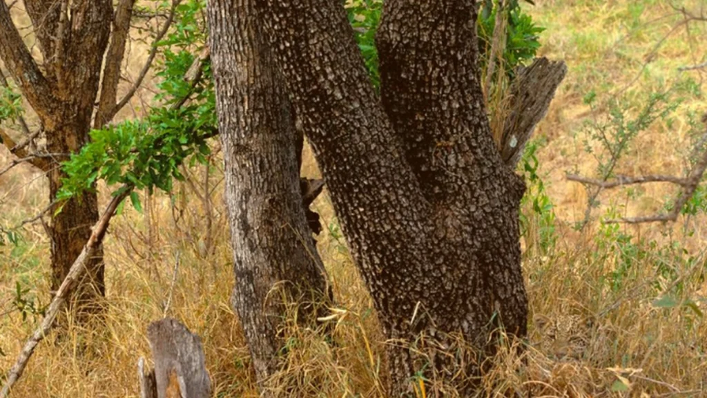 Dine øjne skal på prøve: Du har 10/10 syn, hvis du kan få øje på leoparden på dette billede