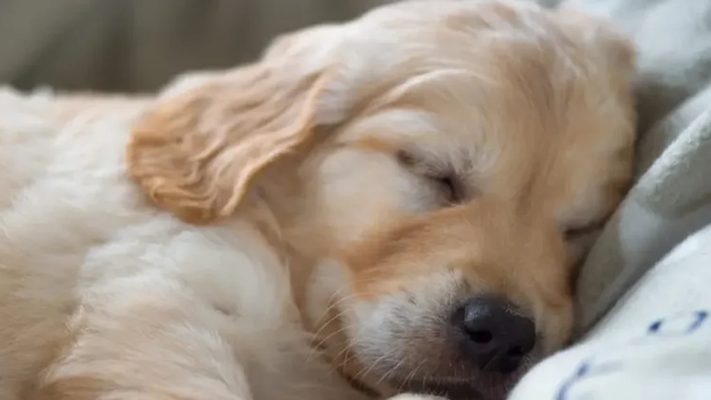 Derfor skal du lade din hund sove i sengen