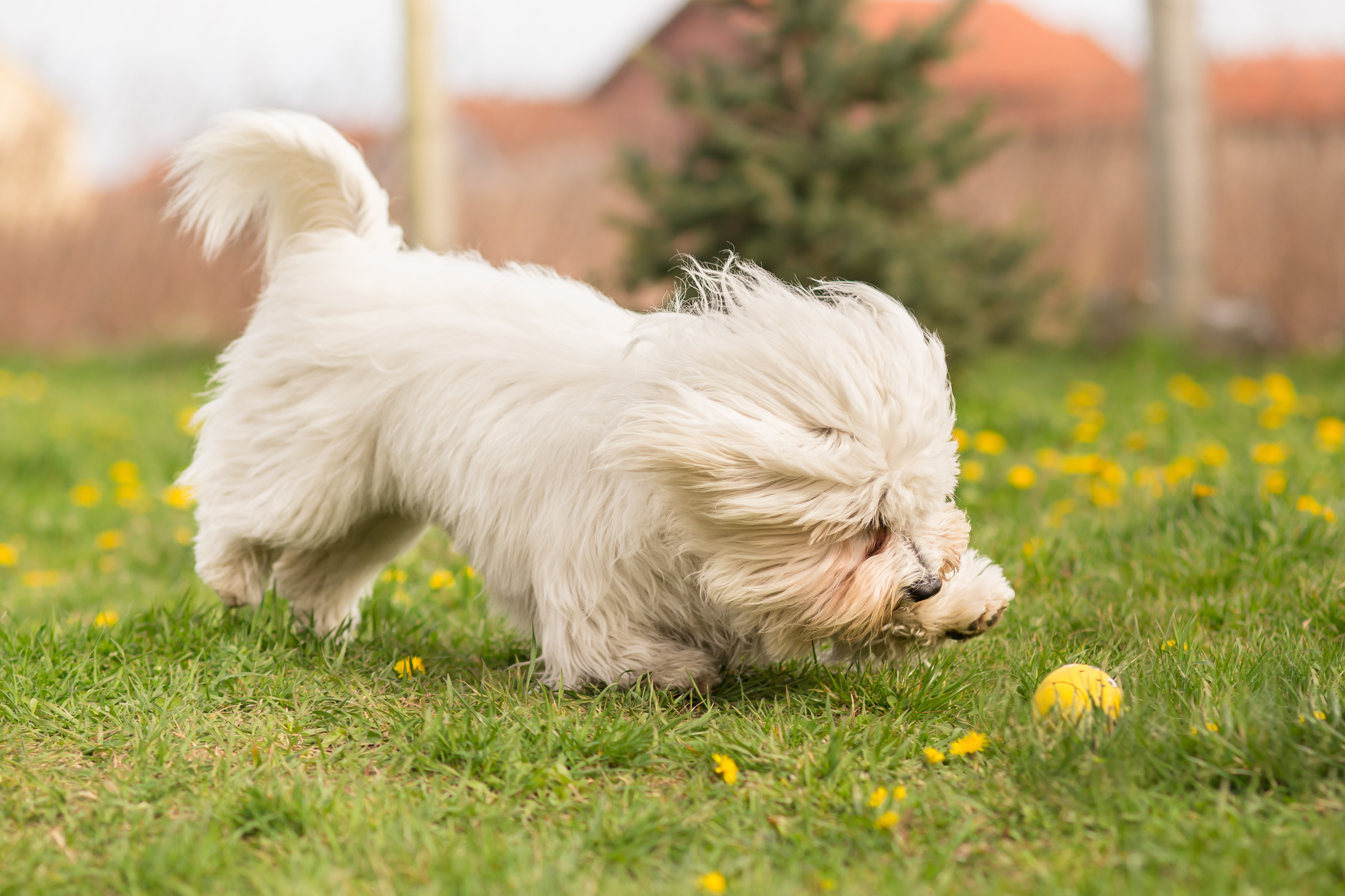 Bomuldshund - Coton de Tulear