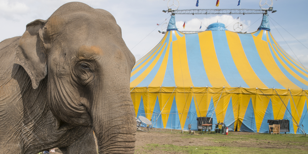 Skøn video: Danmarks tungeste pensionister har to års jubilæum