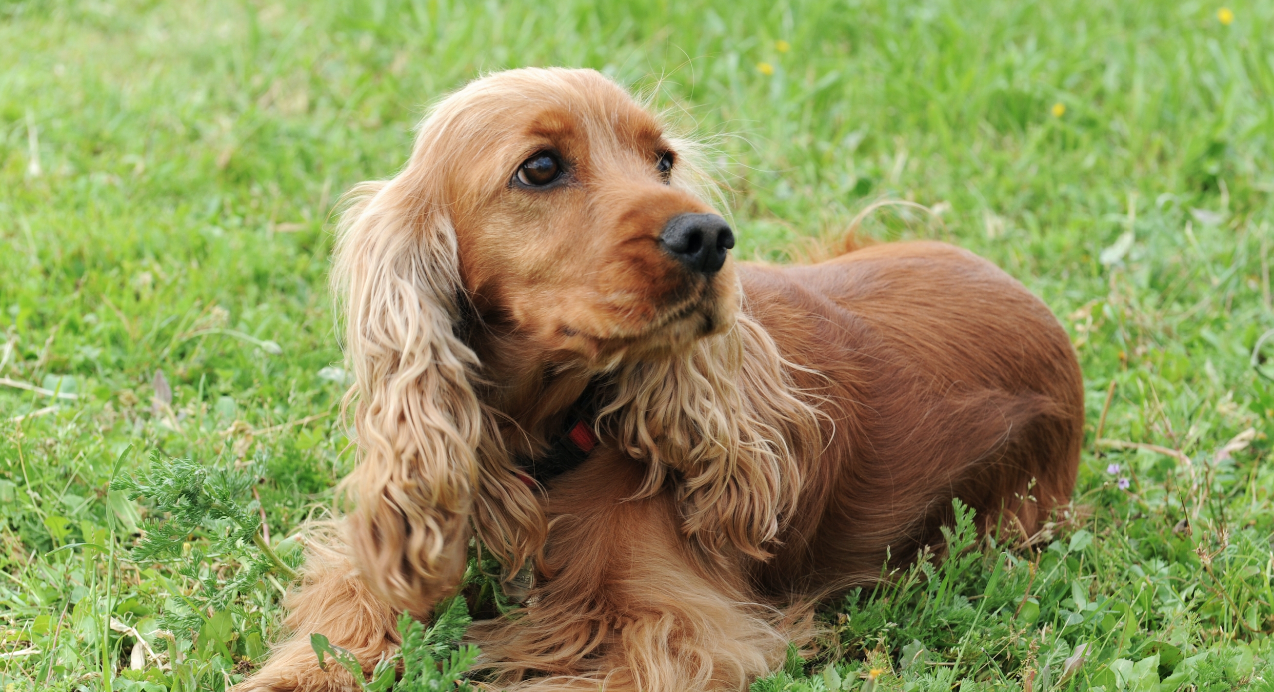 Cocker Spaniel