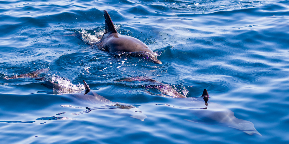 ‘Chewbacca’, ‘Leia’ og ‘Han Solo’ svømmede rundt i Thyborøn Kanal