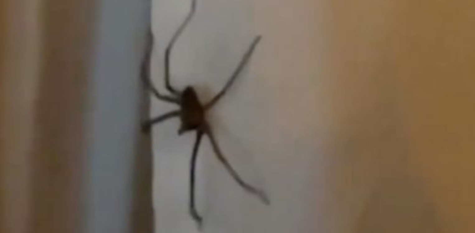 Kæmpe-edderkopper invaderer danske hjem, og de bider