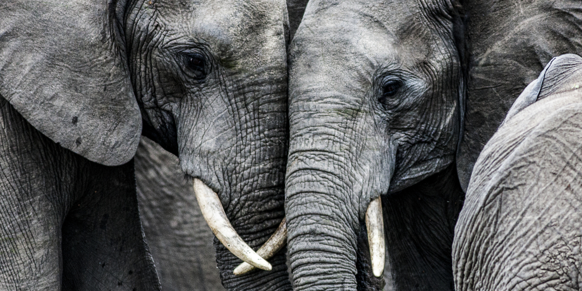 Stor sorg: Tysklands ældste er død