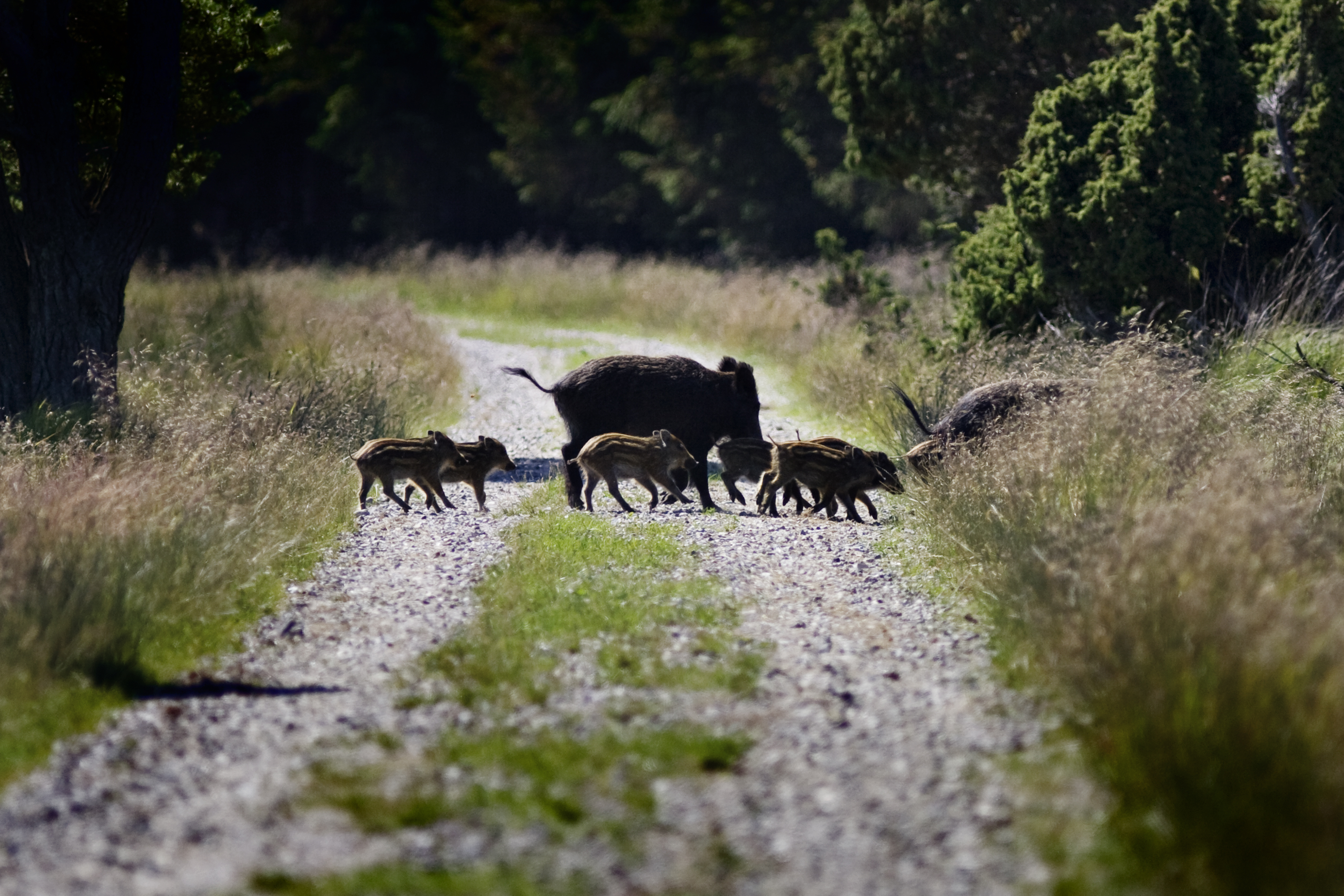 Regeringen og DF vil opføre hegn langs grænsen: Skal beskytte danske svin