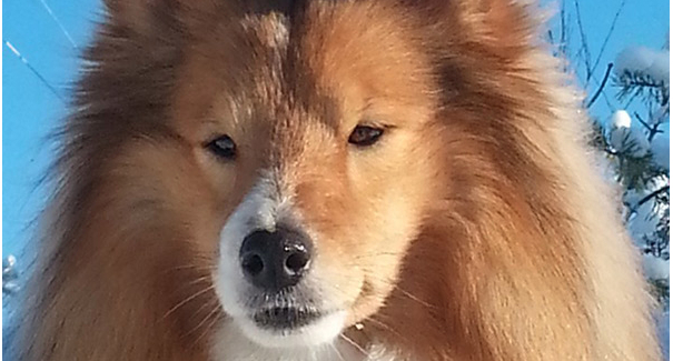 Dyrlæge: Dette julemad er farligt for din hund