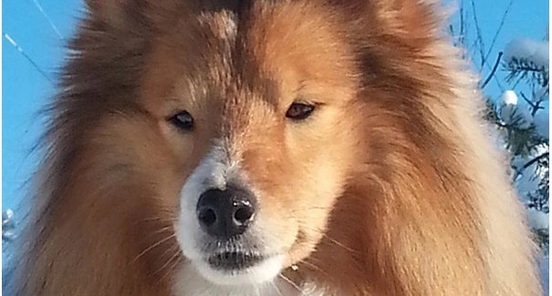Dyrlæge: Dette julemad er farligt for din hund