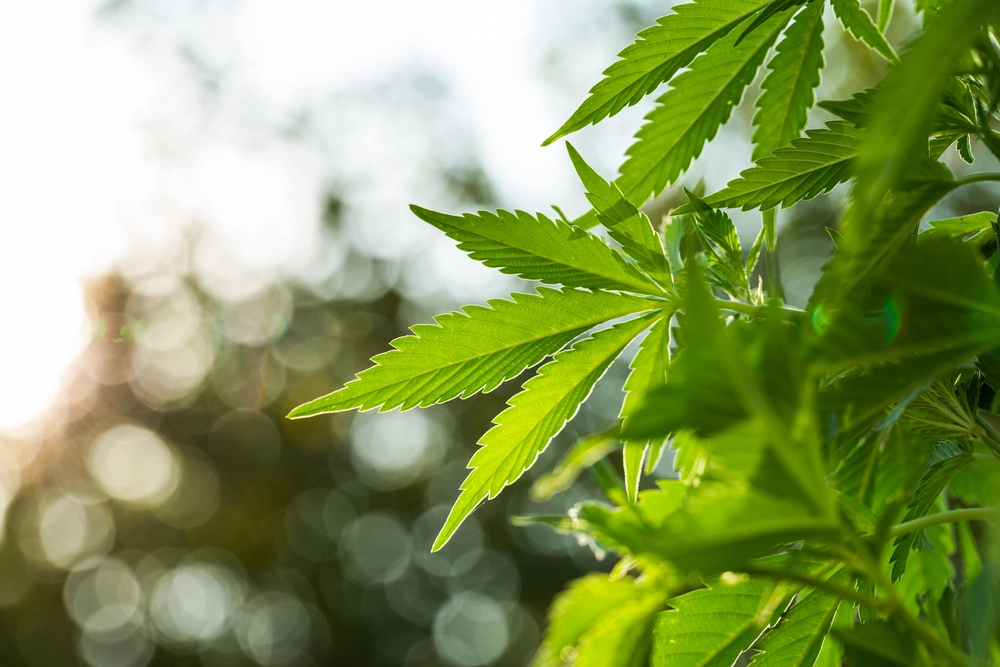 Nyt lovligt cannabis kosttilskud rammer det danske marked