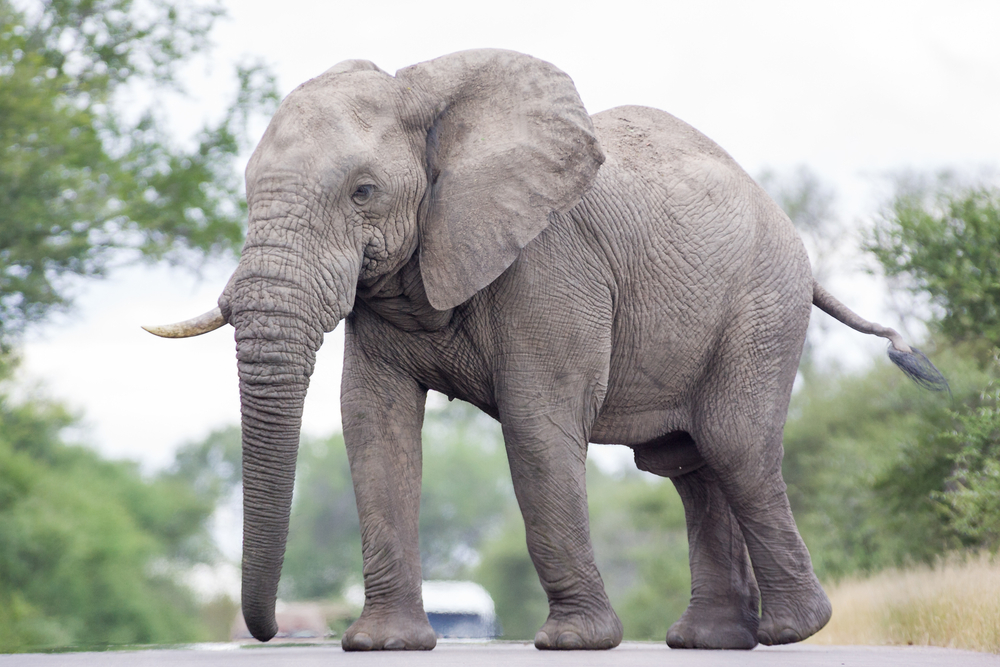 54-årig nordjyde måtte foretage skørt opkald til politiet: ‘Jeg har lige set en elefant gå rundt’