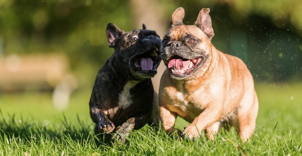 Fransk bulldog