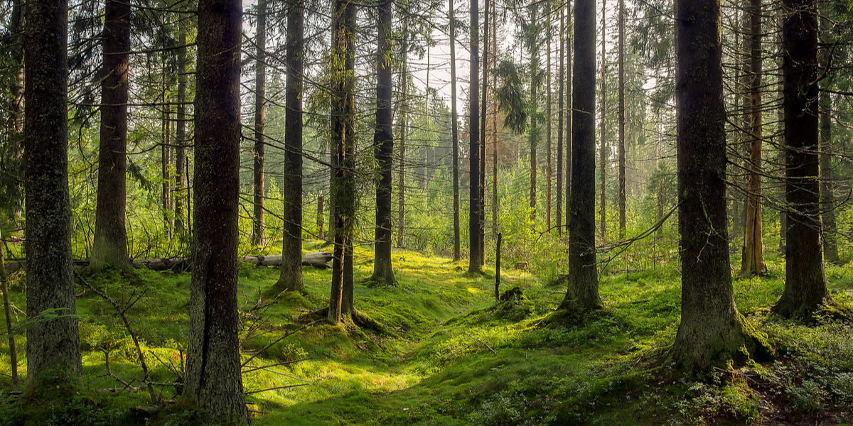 Ukrainsk borgmester blev bortført: Nu er hun fundet i et hul i skoven