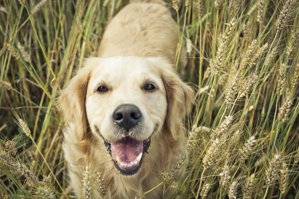 Golden Retriever