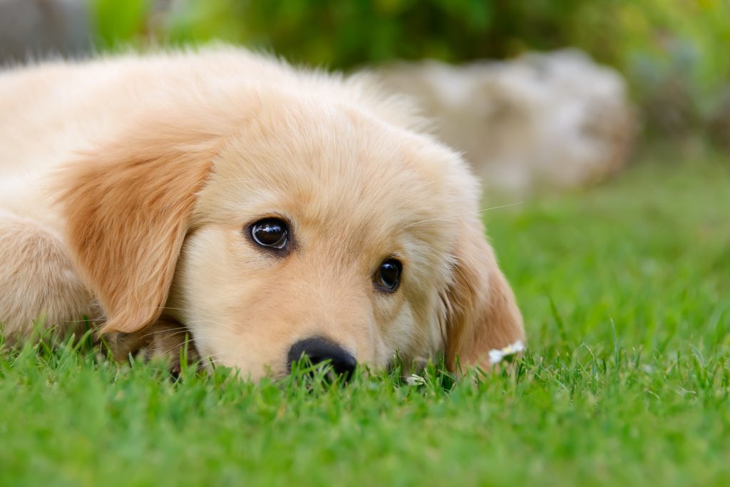 Hundeekspert kommer med tre af de største fejl nye hundeejere alle sammen laver: Har du lavet disse store fejl?