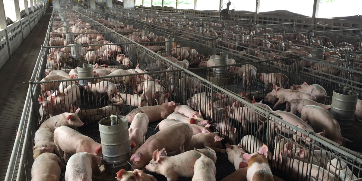 Dyrenes Beskyttelse kræver lovændring: Hver dag dør 430 søer i de danske stalde pga. skader