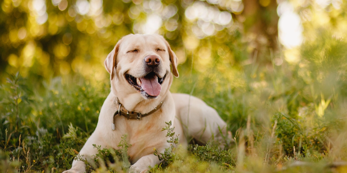 Gravhunde er blandt de 10 mest populære hunderacer i Danmark: Se, om din hund er på listen