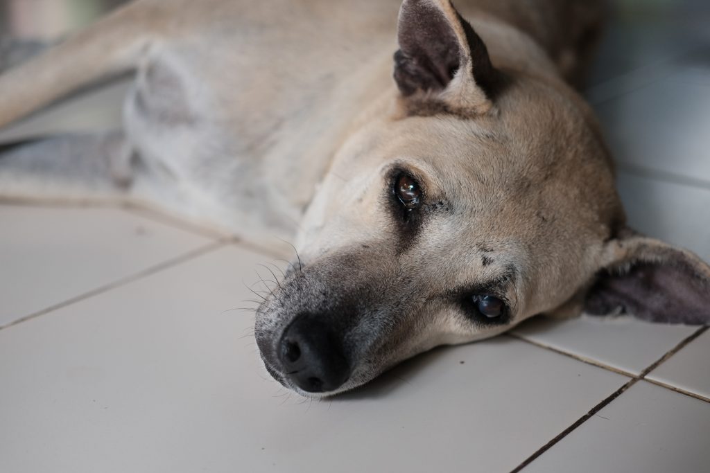 Hvalpetyve advarer ejere: “Hold øje med dine hunde, for vi er overalt”
