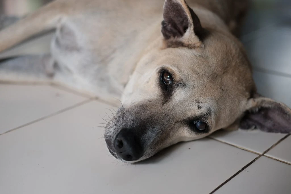 Hvalpetyve advarer ejere: “Hold øje med dine hunde, for vi er overalt”