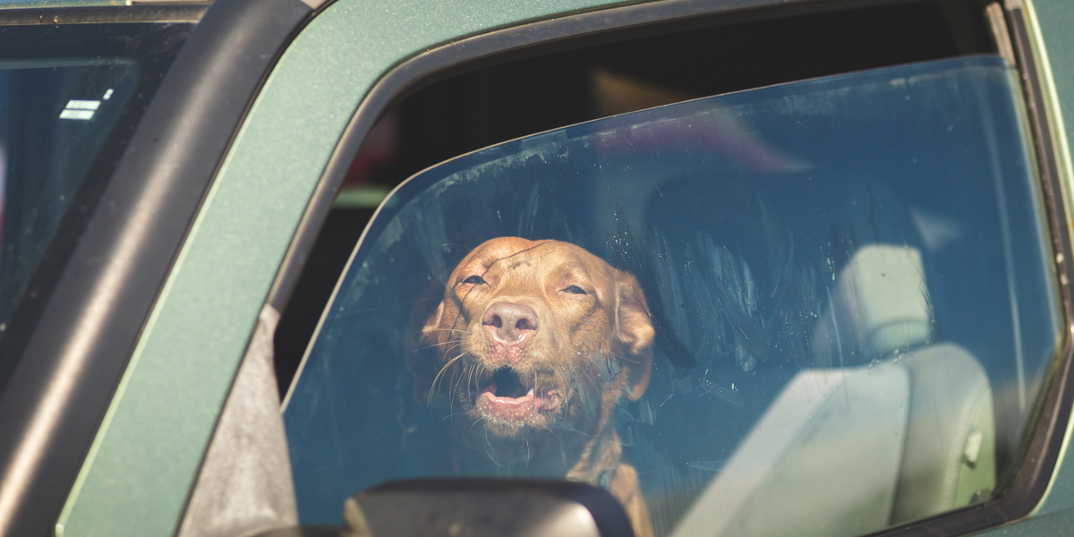 Efterlod deres elskede hunde til hundelufter: Så fandt de dem døde i bilen