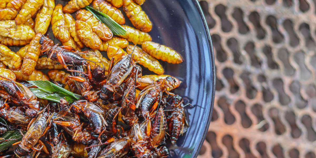 Folkeskolebørn skal spise insekter i nyt forsøg om alternative kilder til protein