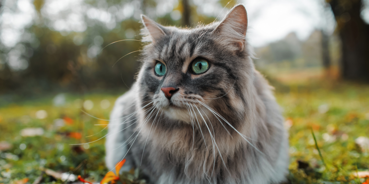 Forskere jubler: Nu kan katteallergikere snart få allergivenlige katte med pels