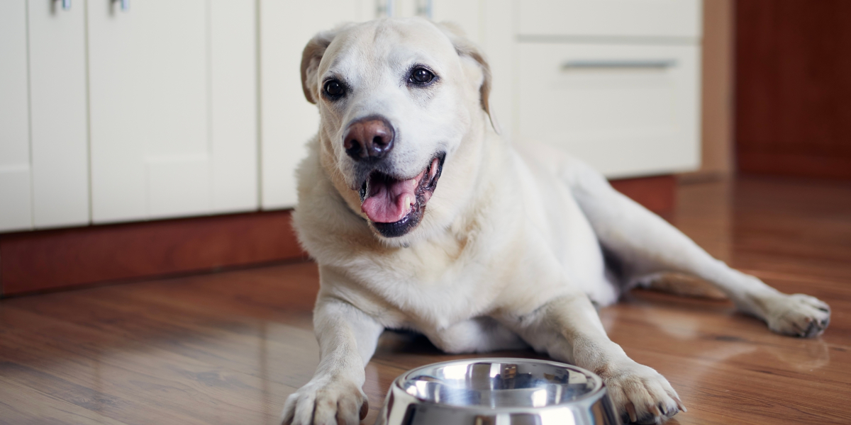 Banker en tom øldåse ned i bordet: Se så hvad hunden gør