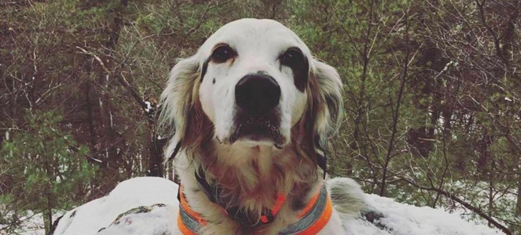 Hundelufter mødte vildt dyr på gåtur i skoven: Blev reddet af sin egen hund