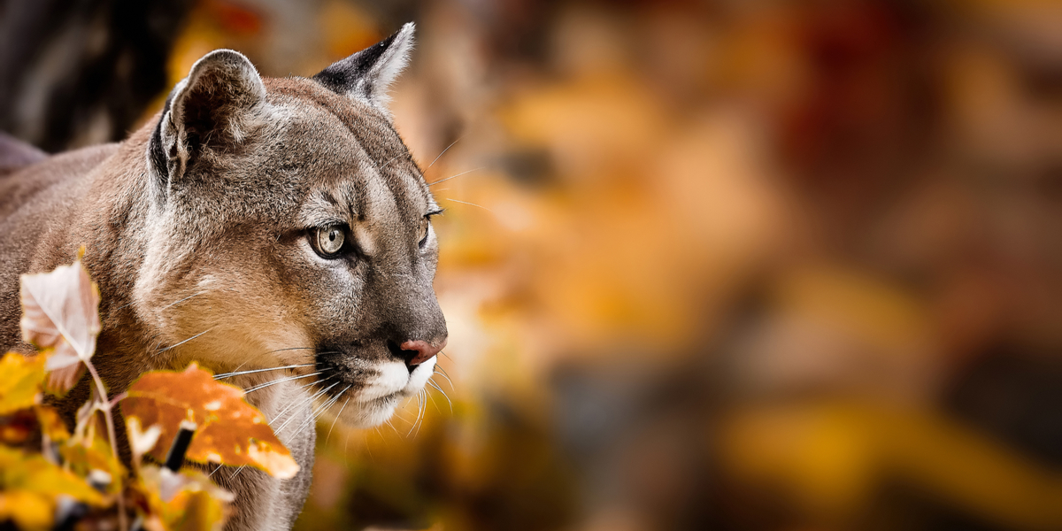 Efter flere anmeldelser om en puma i Vejle: Politiet rykkede ud til anmeldelse om påkørt puma