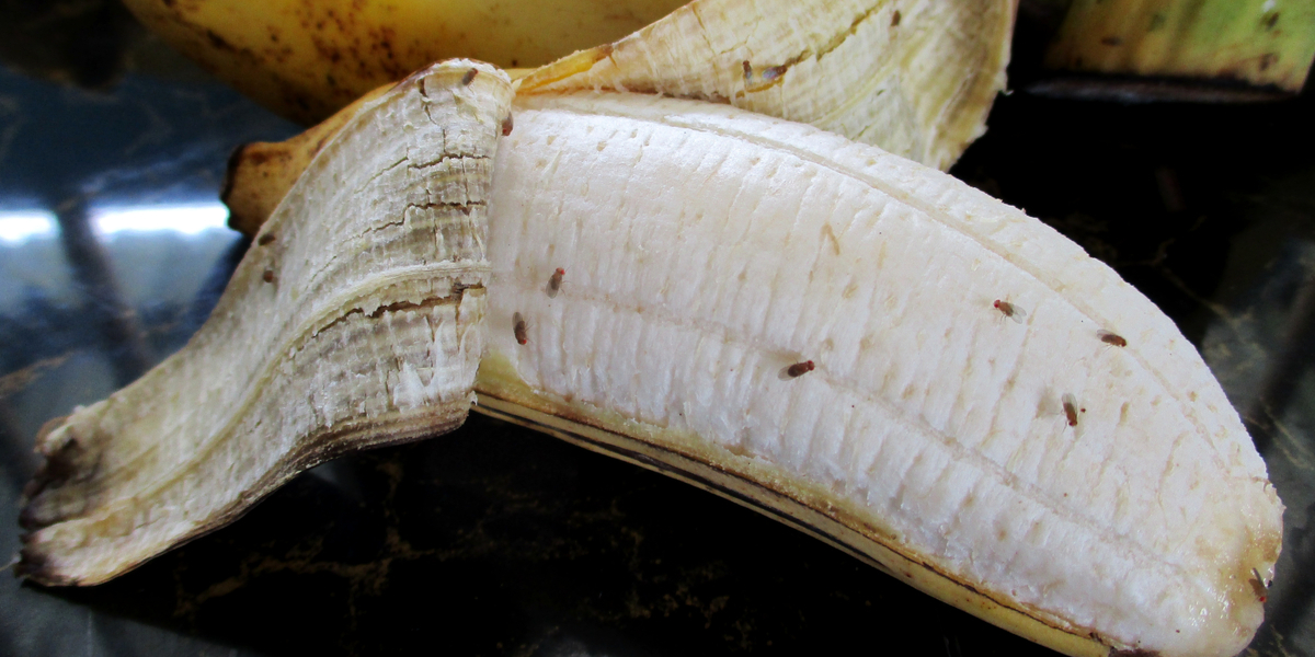 Genialt! Sådan laver du nemt en fælde og slipper af med bananfluer