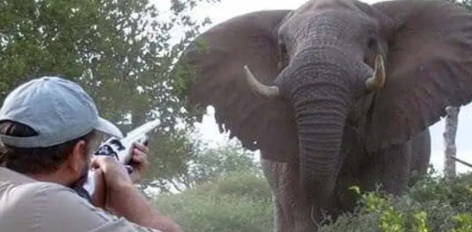 Jagtede og skød truede dyr: Så blev han selv likvideret