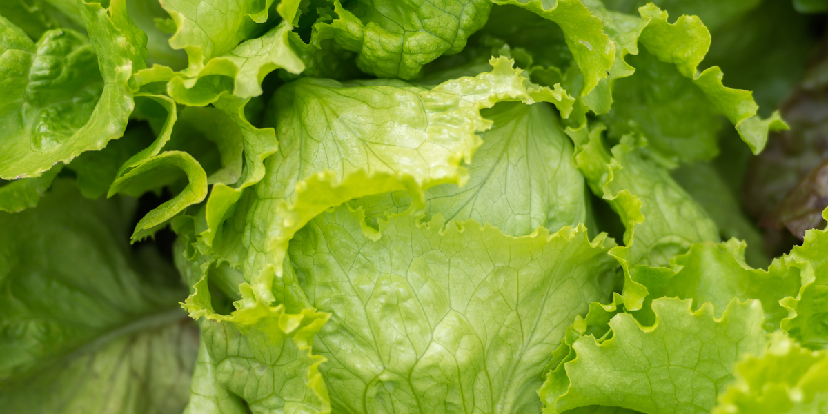 Salatkrise giver vanvittige priser: KFC skifter salat i burgere ud med kål