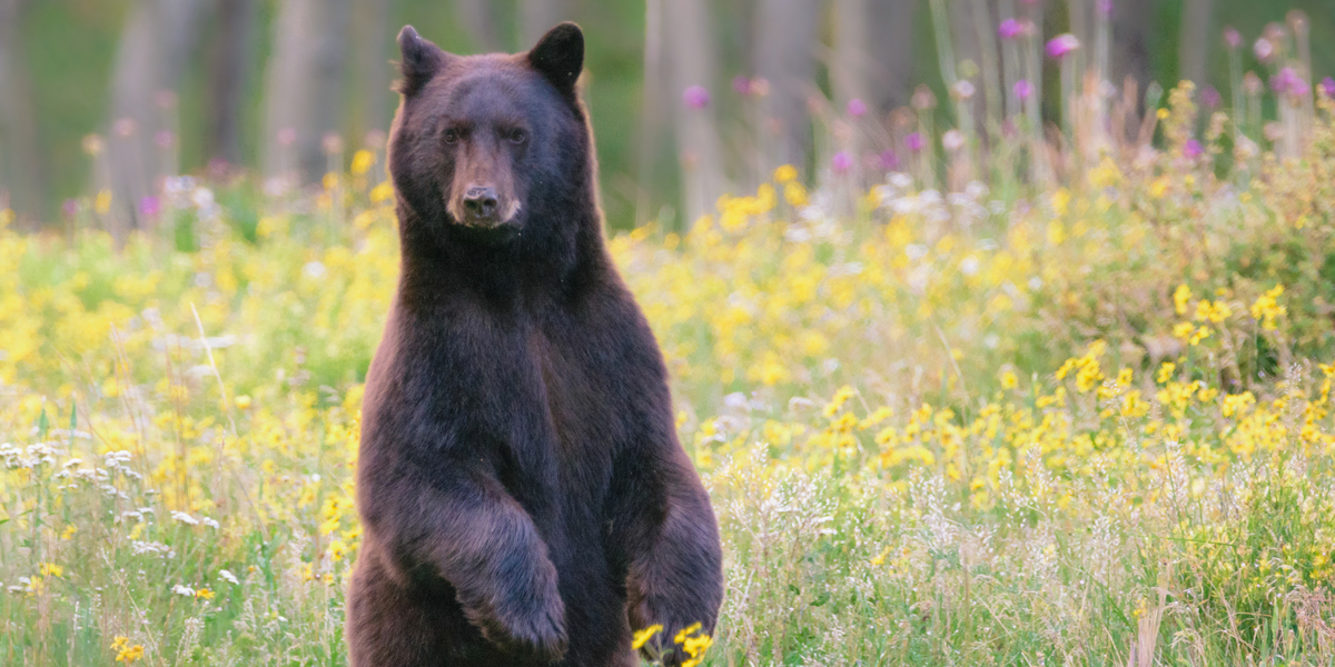 90-årig dame angrebet af bjørn: Så gik hun til modangreb med bizart våben