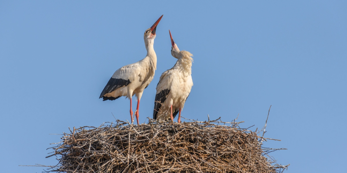 Så skete det: Stork spottet i Danmark
