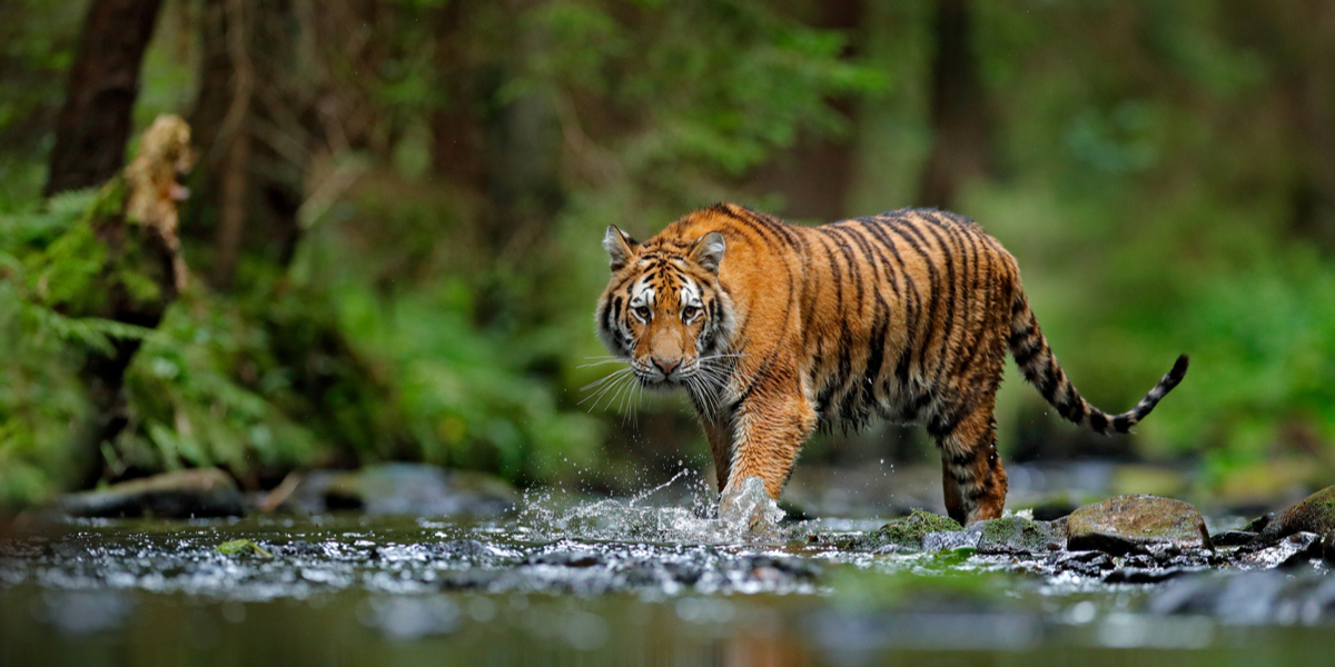 Borger deler bizart opslag i ‘Facebook Kolding’: Er det din tiger?