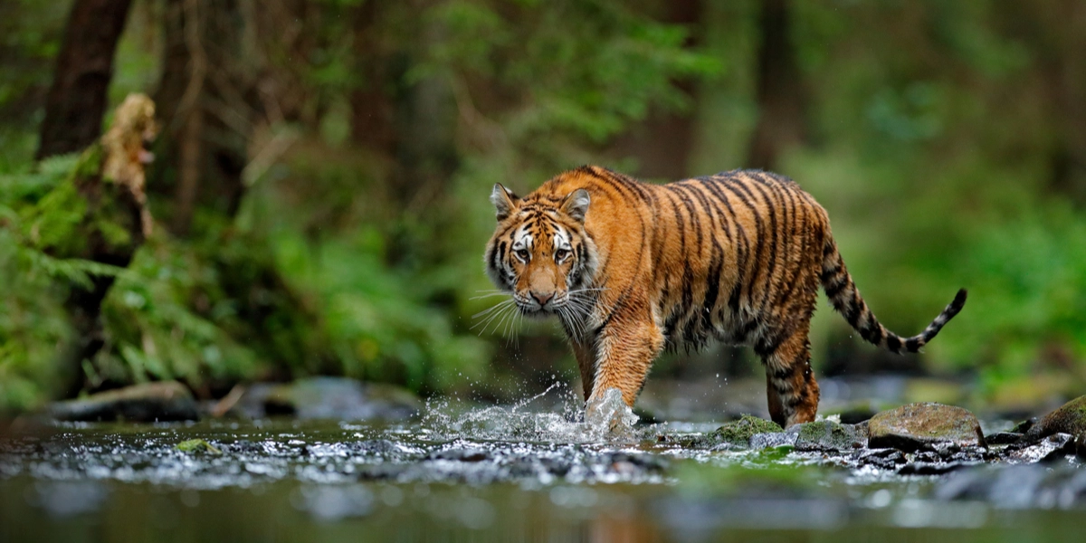 Borger deler bizart opslag i ‘Facebook Kolding’: Er det din tiger?