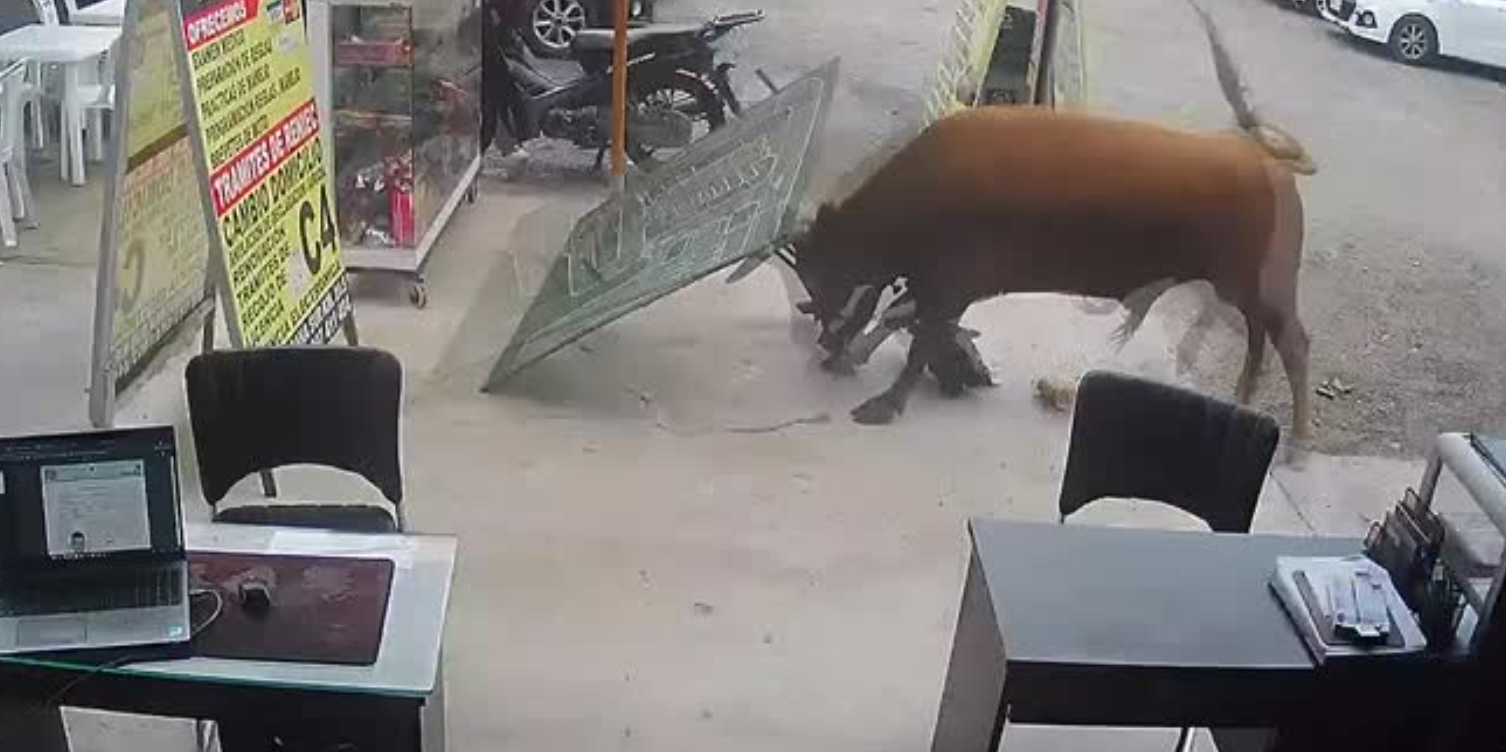 Tyr var på vej til slagteriet: Så gik den amok og sårede én