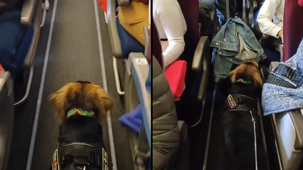 Passagererne overraskede over at se en hund gå ombord på flyet: Deres reaktion siger det hele